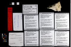 Foto (Objekt + Etikett) von Paragalathea vultuosona (Robins, Feldmann, Schweitzer & Bonde, 2016)  (NHMW-GEO-1990-0041-3302a)